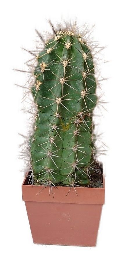 Echinocereus scheerii - Echinocereus Scheerův č.10